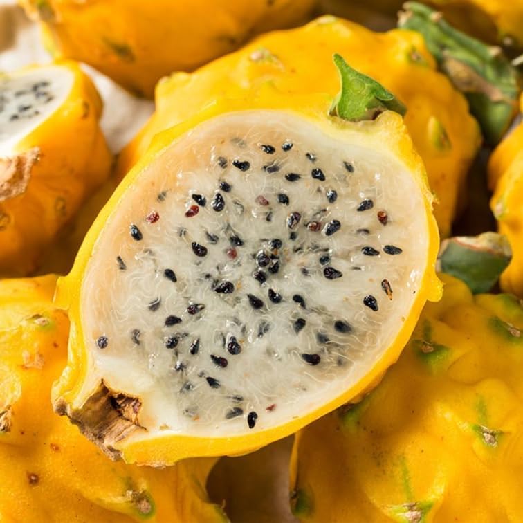 Dragon Fruit Yellow Dragon (4 Pack) | Real Live Fruit Plants for Sale | Rare Exotic Variety | Sweet Edible Fruit | Easy to Grow Live Plants for Organic Gardens - Image 7