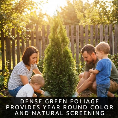 American Arborvitae Privacy Tree Seeds | Evergreen Hedge | 100 Seeds - Image 5