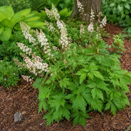 5 Foamflower Bulbs - Live Roots - Image 5