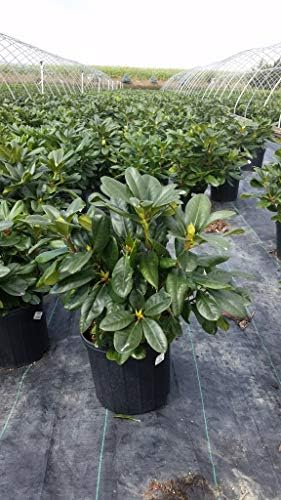 Green Promise Farms Rhododendron `Scintillation` Evergreen, 3 Size Container, Soft Pink - Image 3