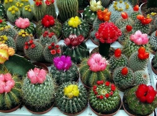 Cactus Variety Mix Seeds for Planting – Mixed Cactaceae Species - Image 7
