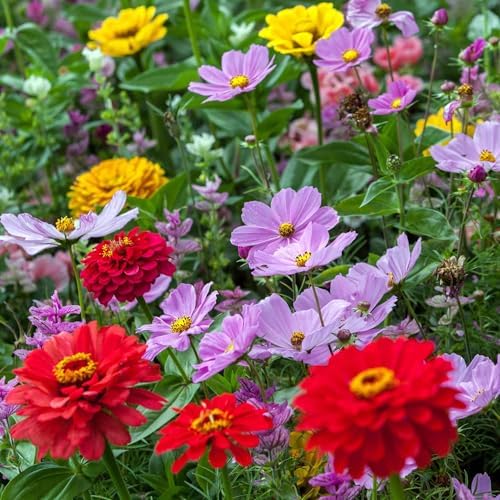 Eden Brothers Cosmic Zen Flower Mixed Seeds for Planting, 1 lb by EdenBrothers