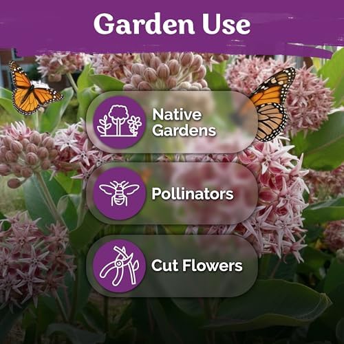 150 Showy Milkweed Heirloom Flower Seeds for Planting, Asclepias Speciosa - Image 6
