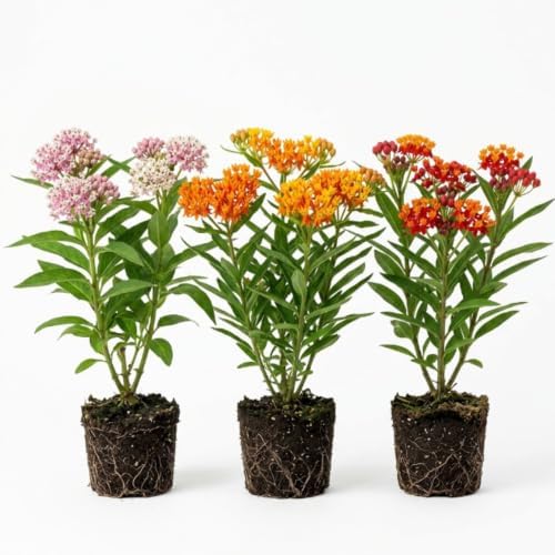 3 Mix Butterfly Milkweed Plants, 4-8" Tall Asclepias Tuberosa Plants by AKTRD