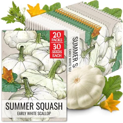 Seed Needs White Scallop Summer Squash Seeds to Plant Vegetables - 20 Packs by SeedNeeds