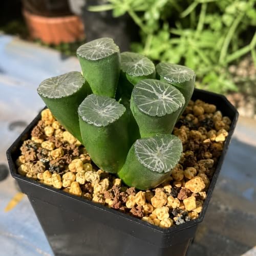 Haworthia maughanii Live Succulent Plant 2-2.5 Inch, Rare Window Leaf Succulent Bare Root No Pot, Low Maintenance Indoor Houseplant for Decorative Planters, Office Desk, Home Botanical Collection - Image 6