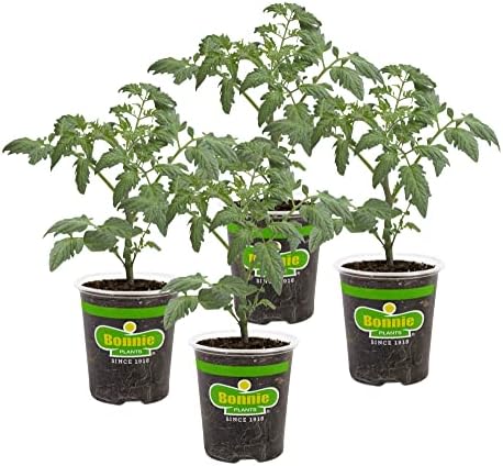 Bonnie Plants Roma Classic Paste Tomato - 4 Pack Live Plants, Great For Sauces, 3 Inch Long Fruit, Determinate, Non-GMO, Brown/A by BonniePlants