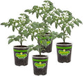 Bonnie Plants Roma Classic Paste Tomato - 4 Pack Live Plants, Great For Sauces, 3 Inch Long Fruit, Determinate, Non-GMO, Brown/A by BonniePlants