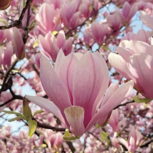Saucer Magnolia Flower Tree Live Plant, Spring Bloom Tree, 2.5'' Pot - Image 2