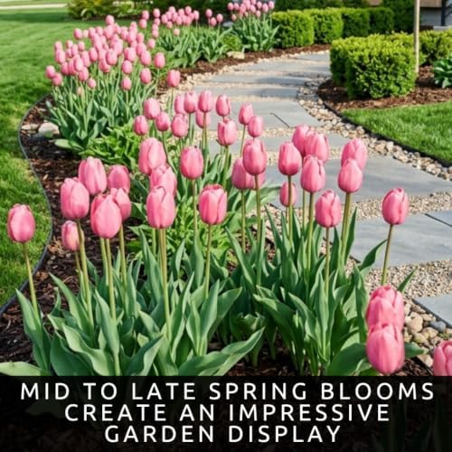 25 Pink Impression Tulip Bulbs | Large Pink Spring Blooms | Fall Planting - Image 6