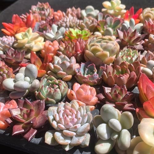 Mix DIY Rare Live Succulent Plants, 0.5-1,5" Random Mystery Bulk Succulent Live Plant, Without Pot & Soil, 12/24/100 Pcs, Garden Indoor Office Desk Decoration, Plant Gifts (24) - Image 6