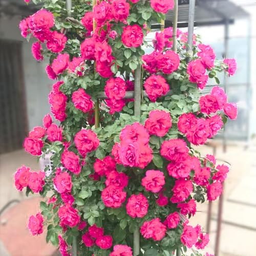 Deep Pink Climbing Rose Live Plant, Hardy, 5-10 Inch Tall - Image 7
