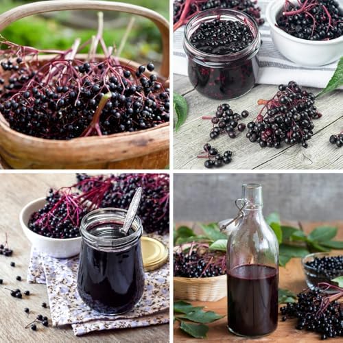 Black Elderberry Tree Live Plant, Berry Bush, 6-10 Inch Tall, Quart Pot - Image 5