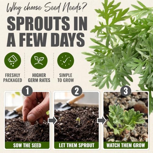 Seed Needs Wormwood Seeds to Plant an Herb Garden - 5 Packs - Image 5
