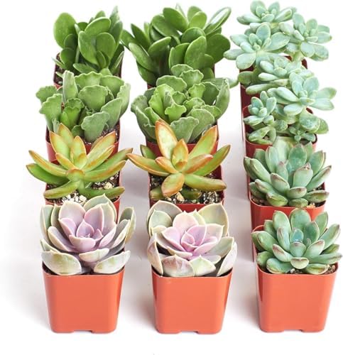 Shop Succulents Assorted Succulent Plant Pack Collection - Live Mini Succulent Plants, Low Maintenance, Mixture of Colors & Textures - Wedding and Party Favors, Gift & Garden, Pack of 12 by ShopSucculents