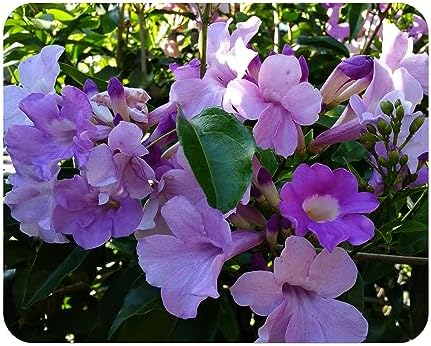 Garlic Vine Semi-Cydista Aequinoctialis - Live Tropical Plant - Vivid Purple Trumpet Shaped Flower - Emerald Goddess Gardens - Starter Sz 4 Inch Pot by EmeraldGoddessGardens