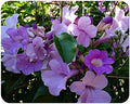 Garlic Vine Semi-Cydista Aequinoctialis - Live Tropical Plant - Vivid Purple Trumpet Shaped Flower - Emerald Goddess Gardens - Starter Sz 4 Inch Pot by EmeraldGoddessGardens