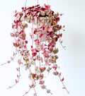 Ceropegia Woodii Variegated String of Hearts Live Plant, Rare Houseplant by HILROQG
