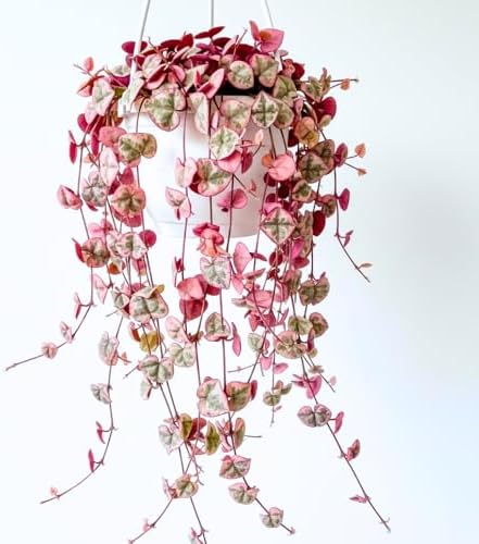 Ceropegia Woodii Variegated String of Hearts Live Plant, Rare Houseplant by HILROQG