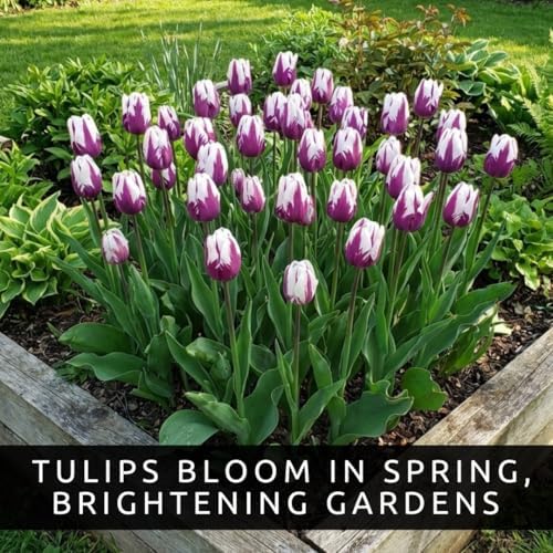 Purple and White Tulip Bulbs for Planting - Purple Flaming Flag Tulips, Perennial Blooms for Landscape Garden or Container Growing (25 Bulbs) - Image 5