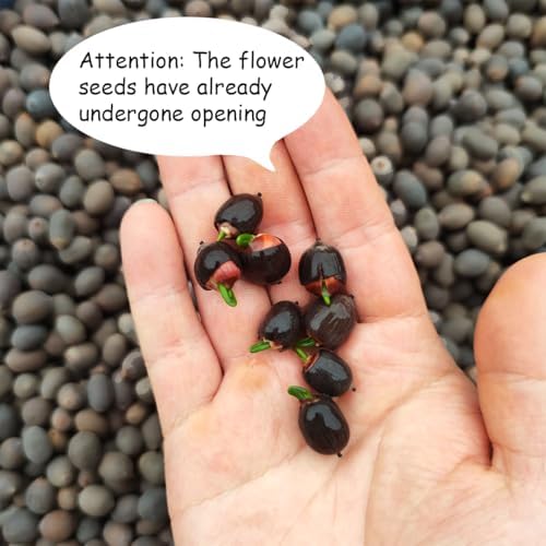 120 Pcs Mixed Color Bonsai Bowl Lotus Seeds,Easily Low Maintenance for Water Features Bonsai Lotus Flower Ornamental Pond and Home Planting - Image 3