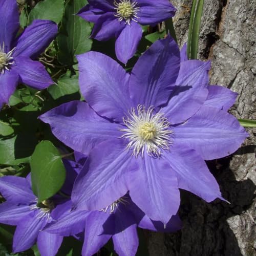 Light Blue Clematis Vine Plant, Clematis Vine Plants Live in 2.5 Inch Pot - Image 5