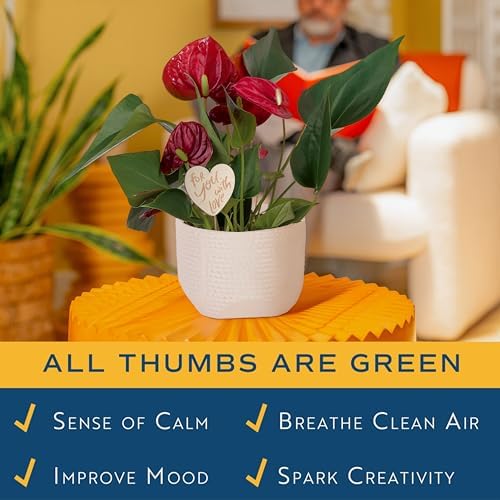 Costa Farms Anthurium, Live Indoor Plant, Easy Care, Home Decor - Image 5