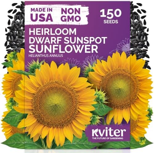 150 Dwarf Sunspot Sunflower Heirloom Flower Seeds, Helianthus Annuus by KVITER