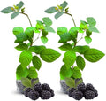 2 Triple Crown BlackBerry Live Plants, Thornless Berry Plant, 5-8" Tall by GardenNurserySince1996