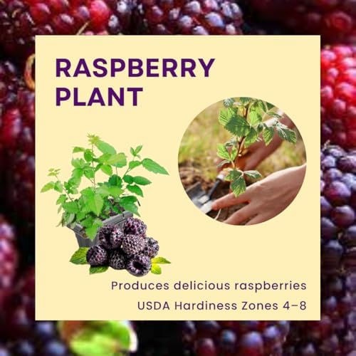 2 Purple Raspberry Plants Live, Edible Berry Bush Plant, 5-10" Tall - Image 4