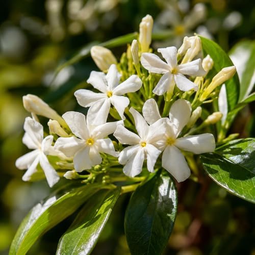 Confederate Jasmine Plant Live | 4-8 Inch Tall | Fragrant White-Blooming Vine | Easy to Grow Live Jasmine Plant for Indoor & Outdoor Spaces - Image 5