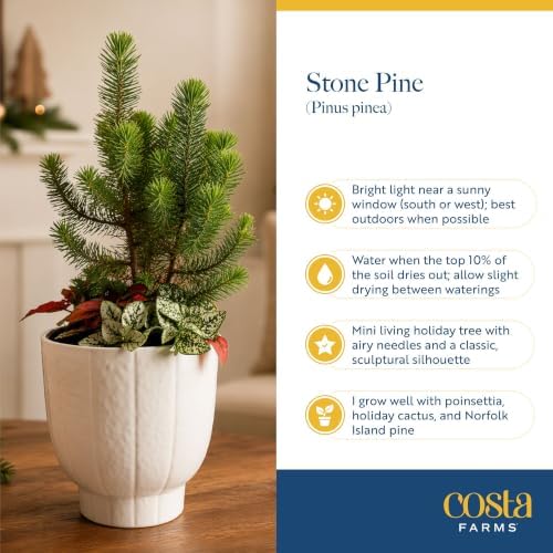 Costa Farms Stone Pine, Small Live Indoor Christmas Tree, 10-12 In. Tall - Image 3