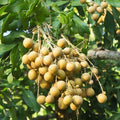 Longan Tree Live Plant, Backyard Orchard Tree, 6-8 Inch Tall, 4 Inch Pot by AKTRD