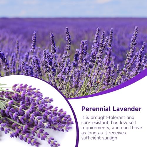 Groundio 1500+ English Lavender Seeds for Planting, Non-GMO | Heirloom | High Germination Dwarf Lavender Herb Seeds for Indoor & Outdoor Pollinator Attract (Lavandula Angustifolia) - Image 4