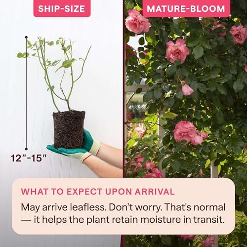 Heirloom Climbing Roses, Live Own Root Plant, Kiss of Desire - Image 2
