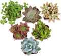 Altman Plants Deluxe Live Succulents (6 Pack), No Duplicates, Assorted Varieties, & Shapes, Easy Plant Care, 2 in Pots by AltmanPlants