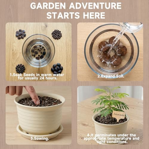 Bonsai Tree Starter Kit, Jacaranda Bonzai Kit, Indoor Bonsai Trees Plant Seeds with Drainage Design Pots, Gardening Gifts for Women, High-Value Plant Gifts - Image 3
