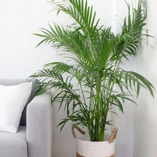 American Plant Exchange Cat Palm – 10-Inch Pot – Live Tropical Houseplant with Feathery Green Fronds, Easy Care Indoor or Outdoor Palm for Home, Office, Patio & Low-Light Décor - Image 2