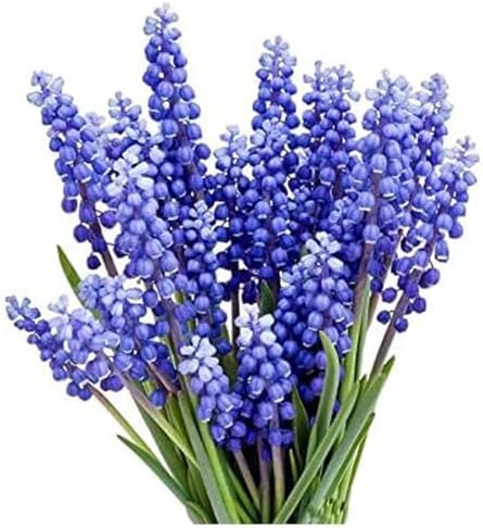 Grape Hyacinth Bulbs - 15 Muscari Armeniacum Bulbs for Planting - Grows 6-8" Tall - Flower Bulbs for Spring Planting - Indoor Forcing by MardeRossCompany
