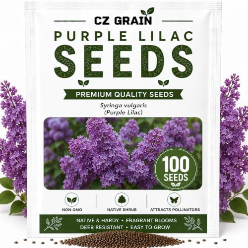 Purple Lilac Seeds for Planting | 100 Seeds | Fragrant Flowering Shrub by CZGrain