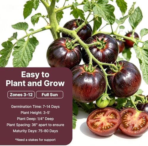 Groundio Cherokee Purple Tomato Seeds, 100+ Seeds, Solanum lycopersicum - Image 3