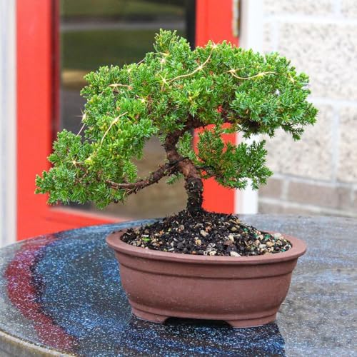 Brussel's Bonsai - Medium Juniper Live Bonsai Tree, Potted Outdoor Plant by BrusselsBonsai