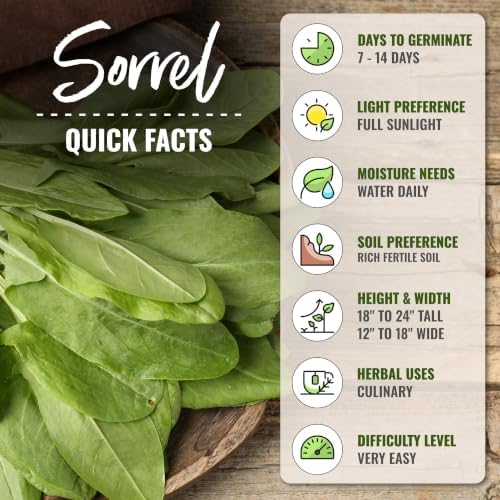 Seed Needs Large Leaf Sorrel Seeds to Plant an Herb Garden - 5 Packs - Image 4