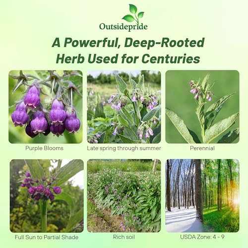 Outsidepride Comfrey Seeds - 200 Pcs. Perennial, Drought-Tolerant & Low Maintenance, Herb Seeds for Planting Tall, Vibrant Bell-Shaped Purple Blooms for Versatile Uses & Pollinator Gardens - Image 2