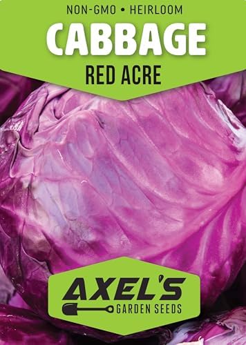 Red Acre Cabbage Seeds for Planting – Plant & Grow Heirloom Red Acre Cabbage in Home Outdoor Vegetable Garden, Brassica oleracea VAR. capitata– 5 Packets - Image 2