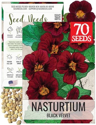 Seed Needs Black Velvet Nasturtium Seeds to Plant Edible Flowers 1 Pack by SeedNeeds