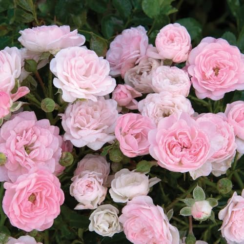 Live Plant from Green Promise Farms - Rosa The Fairy (The Fairy Rose), #3 Gallon Size Container, Pink Flowers - This Plant Does NOT Ship to AZ, CA, HI, ID, MT, NV, OR, PR, UT & WA!! - Image 2