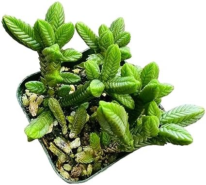Live Succulent Cactus Plants (2" Pot Crassula Pyramidalis) - Image 2
