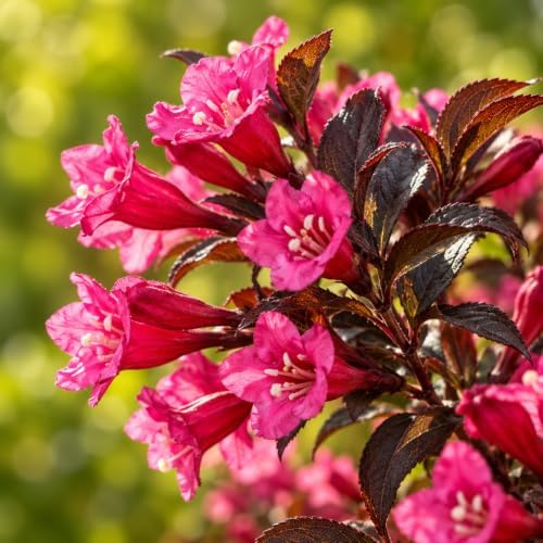 Pink Blossom Weigela Florida Live Plant, Quart Pot, Vigorous Flowering Shrub for Pollinator Gardens and Yards - Image 5
