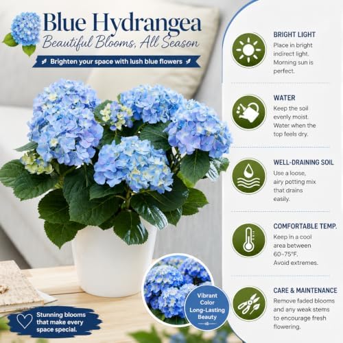 Blue Hydrangea Plant Live, Garden Shrub, 7-12" Tall, in Pot - Image 3